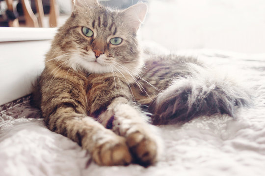 Beautiful tabby cat lying on bed and looking with green eyes. Fluffy Maine coon with funny emotions resting in white stylish room.