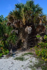 palm tree on beach