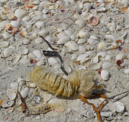 shell on the beach