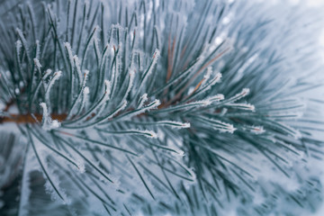 Snow covered fir branches. Fir branch in the snow. Pine branches covered with hoarfrost. Winter...