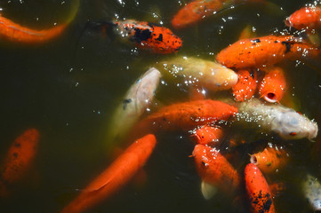 Koi pond