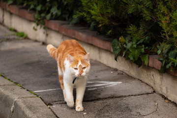 Chat blanc et roux avec collier marchant sur un trottoir.