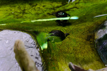Desert Tortoise on a stone