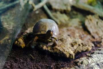 Desert Tortoise on a stone