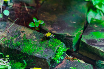 Green Mantella Frog in pond