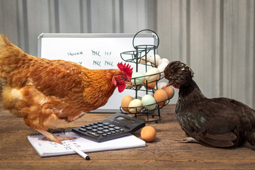 Real hens in small business meeting discussing egg production, accounts, pay raise, promotion and tax humour
