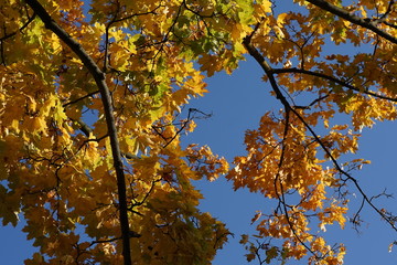 Yellow autumn leaves against blue sky