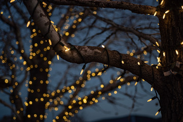 bare winter tree branches wrapped with string of white lights outdoor holiday decorations at dusk...