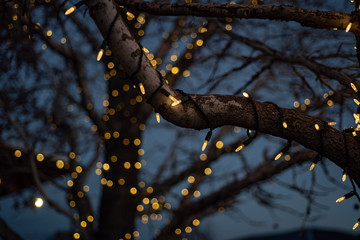 bare winter tree branches wrapped with string of white lights outdoor holiday decorations at dusk with bokeh background