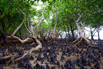 マングローブ