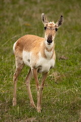 Pronghorn