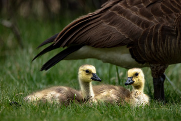 goose and goslings