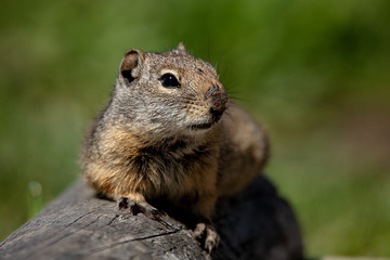 Ground Squirrel 