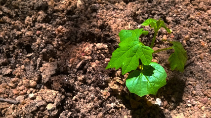 Planta