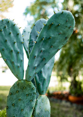 Florida Cactus
