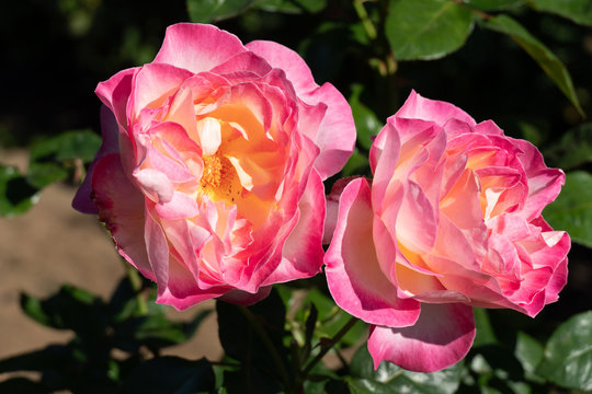 Portland Rose Garden