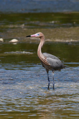 Dark-morph Adult Reddish Egret (Egretta rufescens) 