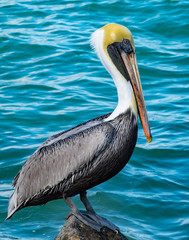 Ft. Pierce Pelican 2