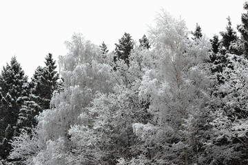 Winter background, trees  in fluffy snow, after heavy snowfall. Winter forest.