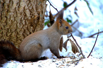 冬の札幌の公園のエゾリスの姿