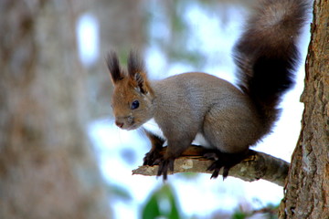 冬の札幌の公園のエゾリスの姿