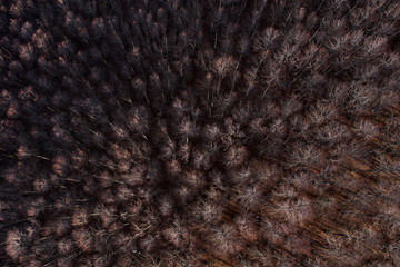 Aerial view of the Italian wild forest with tall and colorful trees. Winter season in Italy.