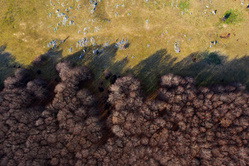 Aerial view of the Italian wild forest with tall and colorful trees. Winter season in Italy.