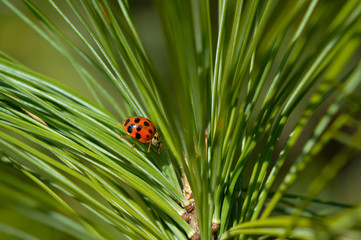 Ladybug on pine needle