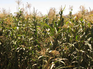 Corn, Arequipa
