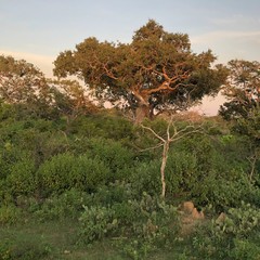 Forest at twilight