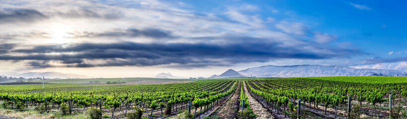 Fototapeta na wymiar Panorama of Vineyard, Edna Valley, CA