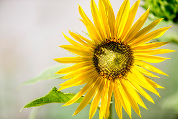 Fototapeta premium yellow flower and leaves of green