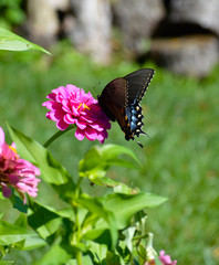 butterfly on a flower