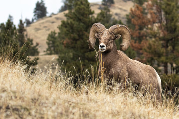 Fototapeta premium Bighorn Warrior Stops for a Pose (while feeding)