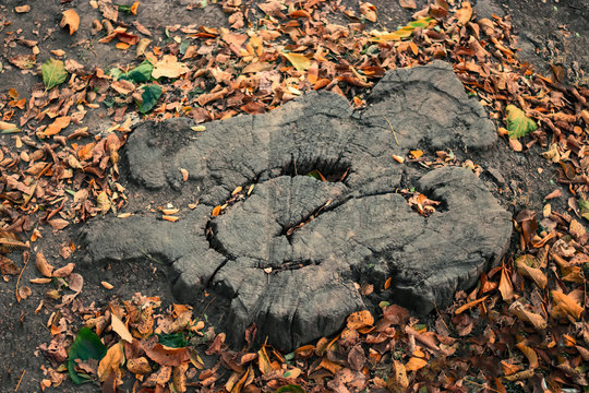 Stump in autumn park