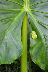 Leaf with frog 