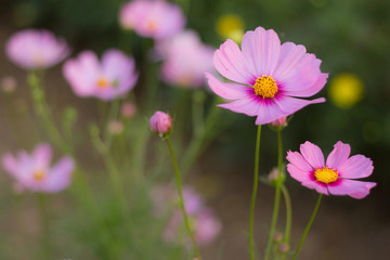 Purple cosmos flower in the field and blurred background with selective focus.