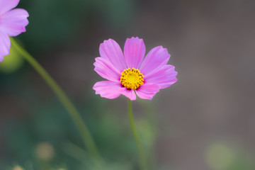 Obraz premium Purple cosmos flower in the field and blurred background with selective focus.