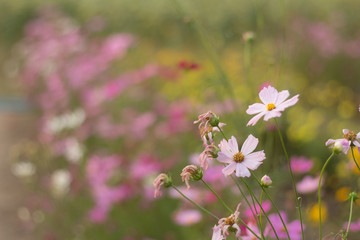 White cosmos flower in the field and blurred background with selective focus.