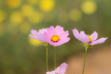 pink cosmos flower in the field and blurred background with selective focus.