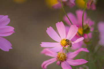 Bee on soft pink cosmos flower with selective focus.