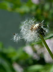 dandelion on green background
