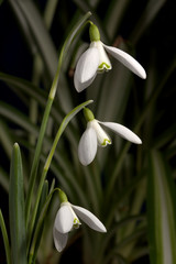 White snowdrops a sign spring is not far away. 