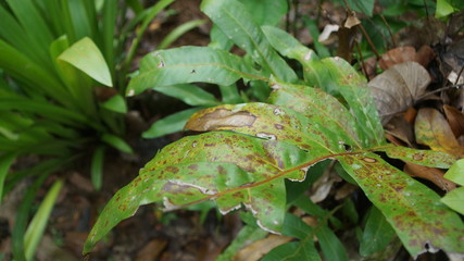 green lizard on a leaf