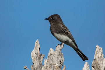 Obraz premium Black Phoebe