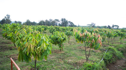 Cocoa garden, Growing cocoa for 2 years and starting to take effect Its growth. useful can be processed, Drink, condiments, cosmetics it is a plant that is grown around the world.
