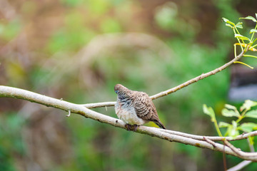 Beautiful of Zebra Dove (Geopelia striata) perching on the tree