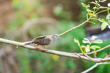 Beautiful of Zebra Dove (Geopelia striata) perching on the tree