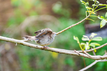 Beautiful of Zebra Dove (Geopelia striata) perching on the tree