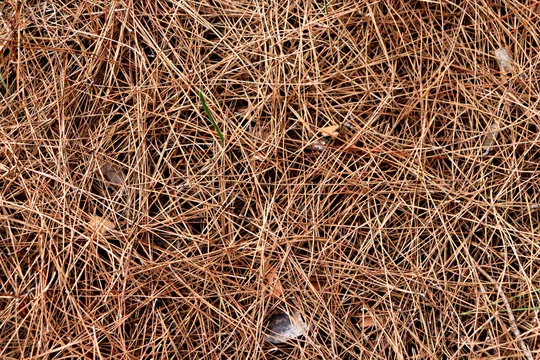 Brown dried fir needles background. Dry pine needles texture. Forest floor  backdrop. Stock Photo | Adobe Stock